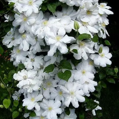 Клематис ТОКИ в Бобруйске