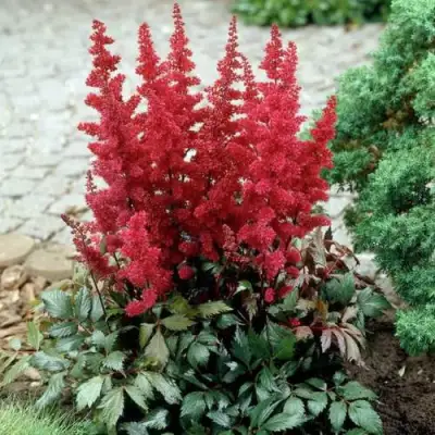 Астильба ГРАНАТ Арендса в Бобруйске