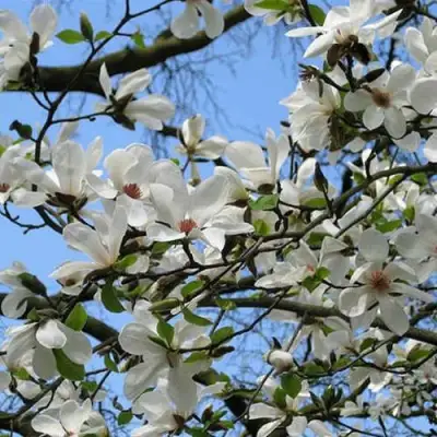 Магнолия АЛЬБА СУПЕРБА в Бобруйске
