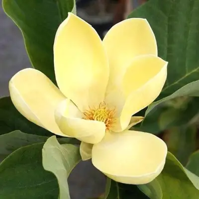 Магнолия ЕЛЛОУ ЛАНТЕРН в Бобруйске