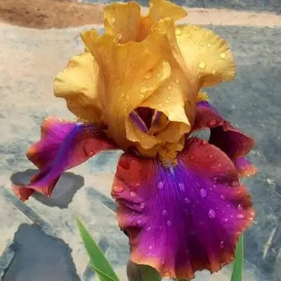 Ирис ГАЛА МАДРИД бородатый в Бобруйске