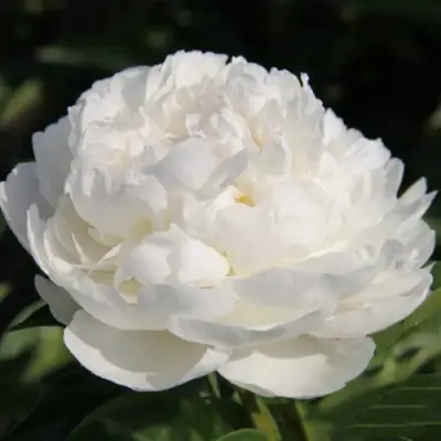 Пион СНЕЖНАЯ КРЕПОСТЬ древовидный в Бобруйске