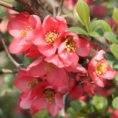 Айва ПИНК КВИН в Бобруйске