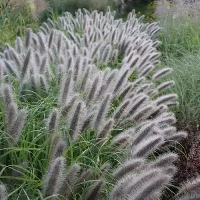 Пеннисетум БЛЭК БЬЮТИ в Бобруйске
