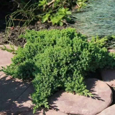 Можжевельник АВАСИ лежачий  в Бобруйске