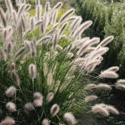 Пеннисетум ЛЕДИ Ю в Бобруйске