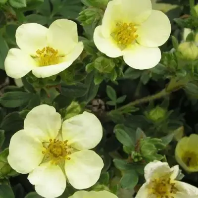 Лапчатка ЭЛИЗАБЕТ кустарниковая в Бобруйске