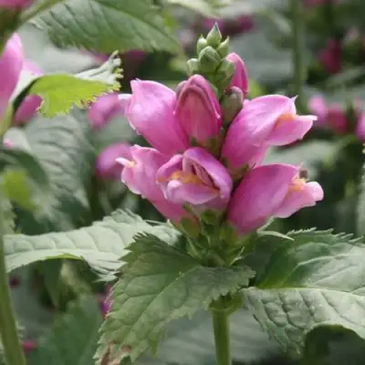 Хелоне КОСАЯ в Бобруйске