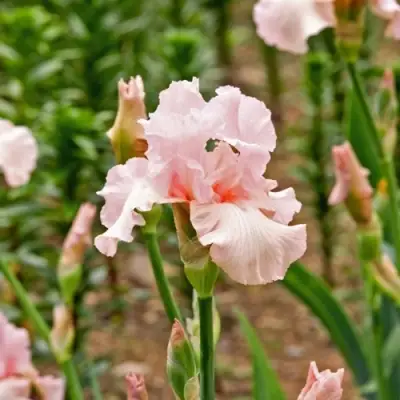 Ирис ПИНК ХОРАЙЗОН бородатый в Бобруйске