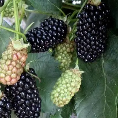 Ежевика ПРАЙМ АРК ФРИДОМ ремонтантная  в Бобруйске