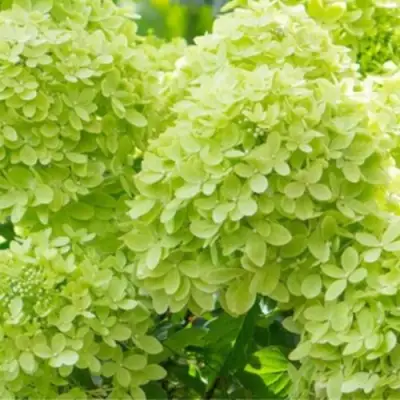 саженцы гортензии литл лайт