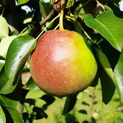 Груша КУПАЛА в Бобруйске