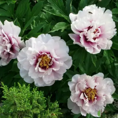 Пион КОРА ЛУИЗА ито-гибрид в Бобруйске