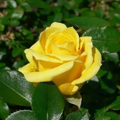 Роза ПАПИЛОН чайно-гибридная в Бобруйске