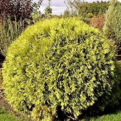 Туя ГЛОБОЗА АУРЕА западная в Бобруйске