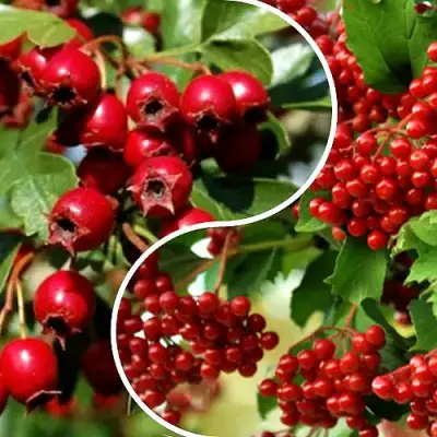 Комплект БУДЬ ЗДОРОВ в Бобруйске