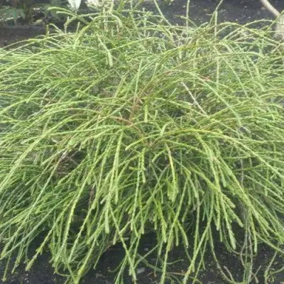 Туя ФИЛИФОРМИС   в Бобруйске