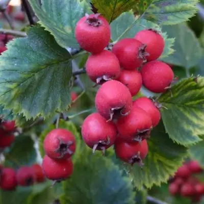 Боярышник АРНОЛЬДА в Бобруйске