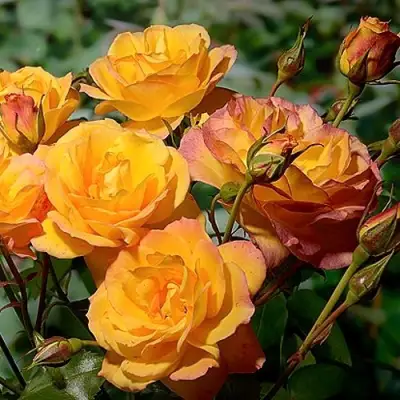 Роза САХАРА плетистая в Бобруйске