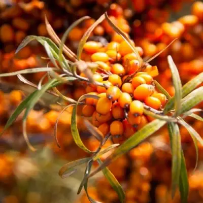 Облепиха ФИНСКАЯ в Бобруйске