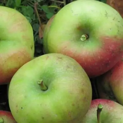 Яблоня ПАМЯТЬ СИКОРЫ в Бобруйске