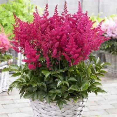 Астильба ЛАКИ ДЕЙ Арендса в Бобруйске