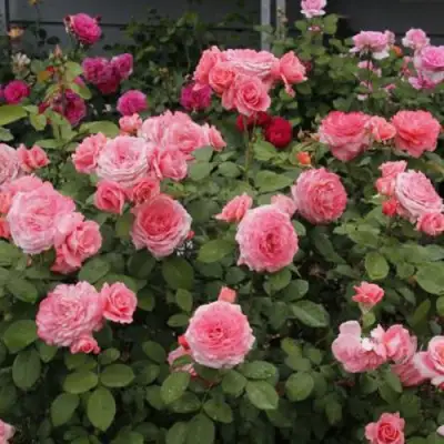 Роза ИНСТИТУТ ЛЮМЬЕР шраб в Бобруйске