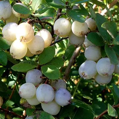 Голубика СНЕГУРОЧКА в Бобруйске