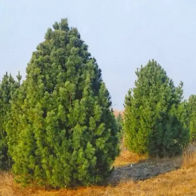 Сосна черная ПИРАМИДАЛИС в Бобруйске