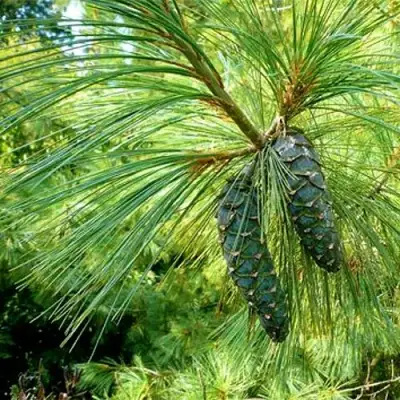 Сосна гриффита в Бобруйске