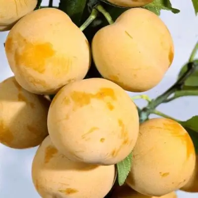 Слива РЕНКЛОД ранний в Бобруйске