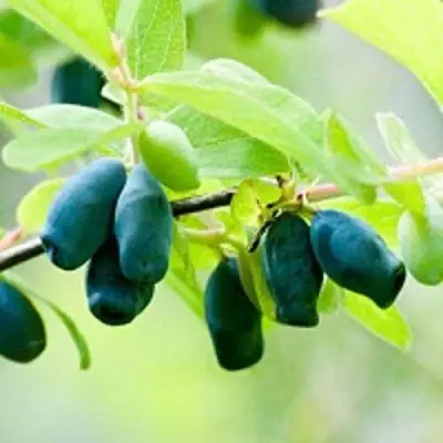 Жимолость съедобная АМФОРА в Бобруйске