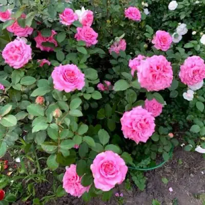 Роза ЭШЛИ чайно-гибридная в Бобруйске