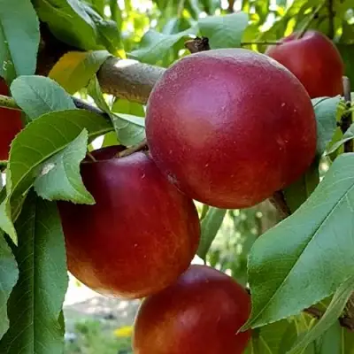 Нектарин ФАНТАЗИЯ в Бобруйске