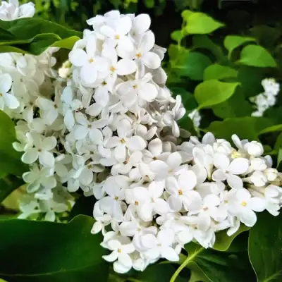 Сирень МАЛЕНЬКИЙ ПРИНЦ в Бобруйске