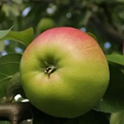 Яблоня СОКОЛОВСКОЕ стелющаяся в Бобруйске