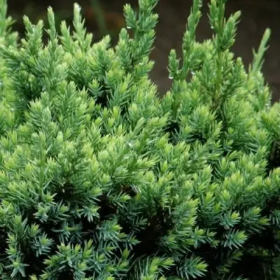 Можжевельник ХОЛГЕР чешуйчатый в Бобруйске