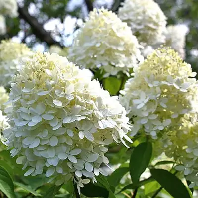 Гортензия БОМБШЕЛ метельчатая в Бобруйске