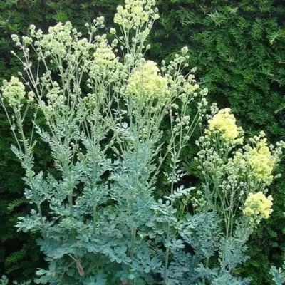 Василистник ГЛАУКУМ желтый в Бобруйске