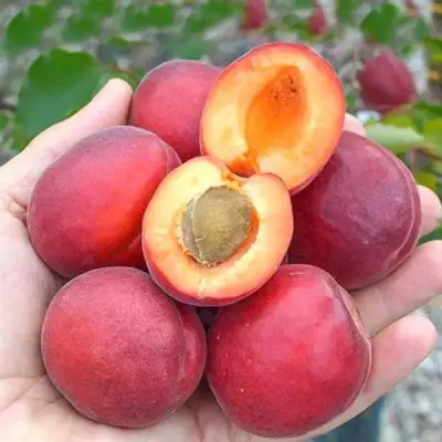 Абрикос РУБИСТА в Бобруйске