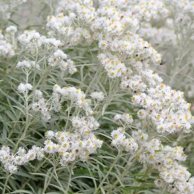 Анафалис ЖЕМЧУЖНЫЙ в Бобруйске