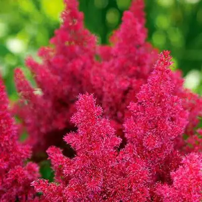 Астильба КОБЛЕНЦ японская в Бобруйске