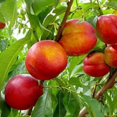 Нектарин ХАРБЛЕЙЗ в Бобруйске