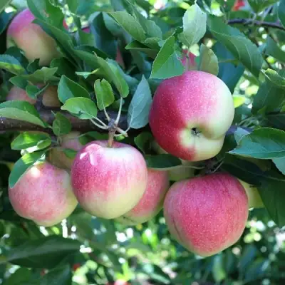 Яблоня ГРУШОВКА МОСКОВСКАЯ в Бобруйске