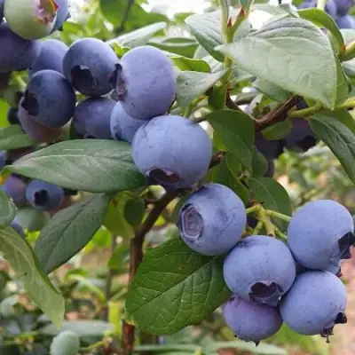 Голубика БЛЮГОЛД в Бобруйске