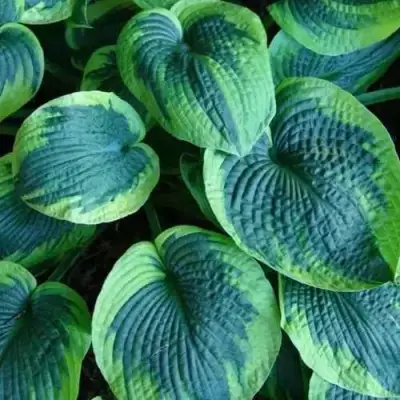 Хоста ТОКУДАМА ФЛАВОЦИРЦИНАЛИС гибридная в Бобруйске