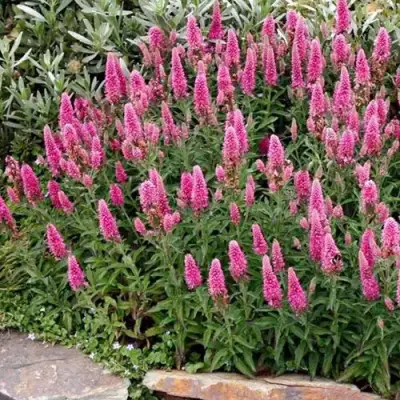 Вероника РОЗЕА колосковая в Бобруйске