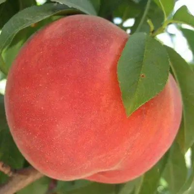 Персик МАЙСКИЙ ЦВЕТОК в Бобруйске