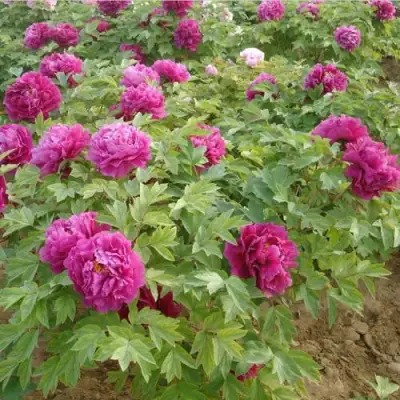 Пион КИТАЙСКИЙ ШЕЛК травянистый в Бобруйске