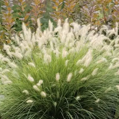 Пеннисетум ХАМЕЛН в Бобруйске